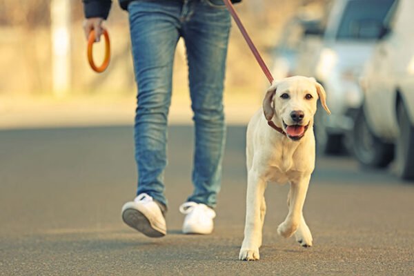 Pet Walking and Sitting